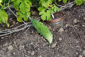 Image showing Bitter gourd with a warty exterior