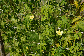 Image showing Two delicate male bitter gourd flowers on a leafy vine