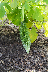 Image showing Balsam pear hangs among green foliage of a leafy vine