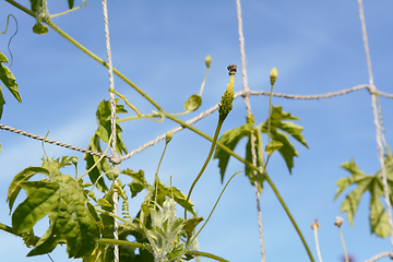 Image showing Small bitter melon starting to develop on a vine