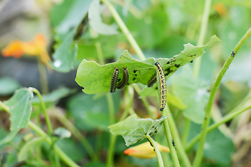 Image showing Caterpillar climbs up stalk of a half-eaten nasturtium leaf