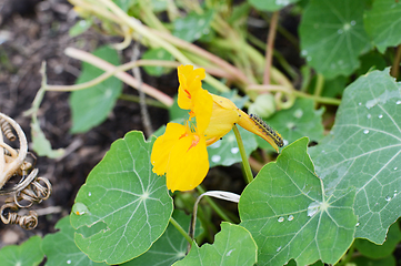 Image showing Cabbage white caterpillar on a yellow nasturtium flower