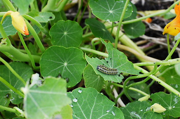 Image showing Two cabbage white caterpillars on a half-eaten nasturtium leaf