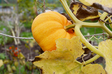 Image showing Small Jack Be Little pumpkin grows on a vine in early autumn 