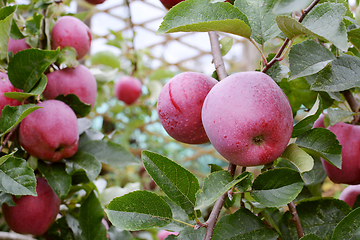 Image showing Red Braeburn apples on the branch of the apple tree