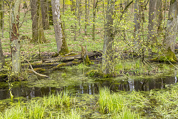 Image showing forest with swamp