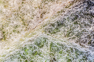 Image showing hairy salvia leaf closeup