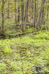 Image showing forest with swamp