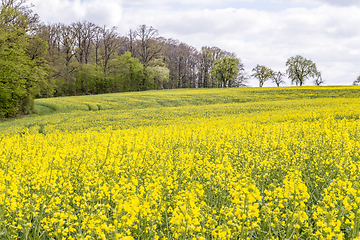 Image showing field of rapeseed at spring time