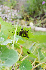 Image showing Five caterpillars on the underside of a nasturtium leaf