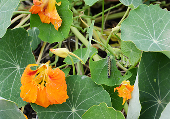 Image showing Large white caterpillar eating green leaf of a nasturtium