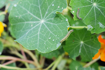 Image showing Hairy cabbage white caterpillar reaches off a nasturtium leaf