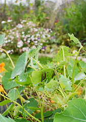 Image showing Many cabbage white caterpillars feeding on foliage