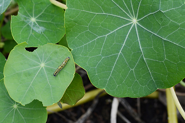 Image showing Small cabbage white caterpillar crawls across a nasturtium leaf 