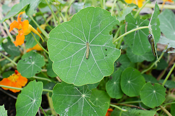 Image showing Large white caterpillar on a green nasturtium leaf