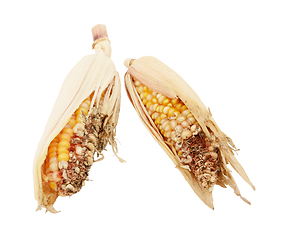 Image showing Two damaged and eaten ornamental sweetcorn cobs