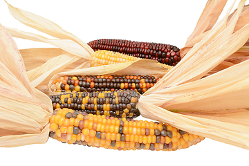 Image showing Five ornamental Indian maize cobs with colourful niblets