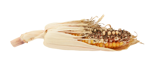 Image showing Damaged decorative Indian corn cob with eaten niblets