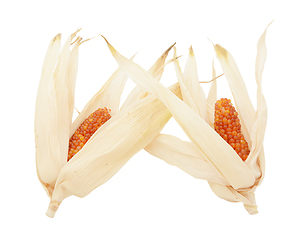 Image showing Two cobs of ornamental Indian corn with red niblets