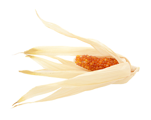 Image showing Dried Indian corn with red niblets