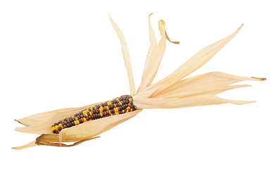 Image showing Decorative Indian corn with yellow and brown niblets
