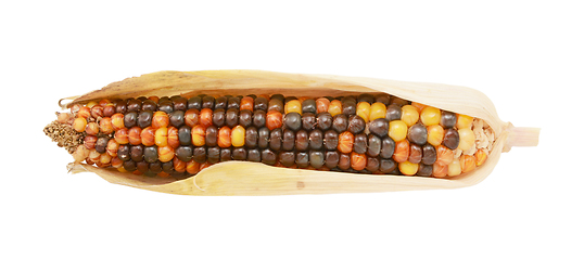 Image showing Multi-coloured ornamental Indian corn with red and brown niblets