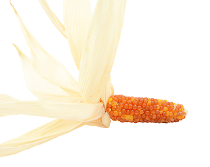 Image showing Ornamental Indian corn with red and orange niblets