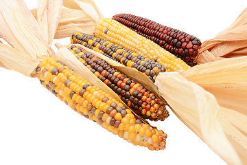 Image showing Five multicoloured ornamental flint corn cobs arranged diagonall
