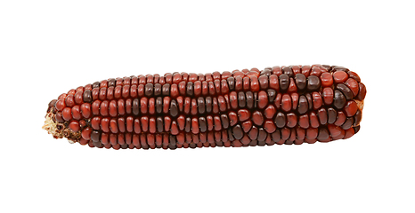 Image showing Ornamental sweetcorn cob with dark red and brown niblets