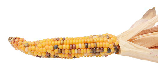 Image showing Decorative sweetcorn with yellow, red and black niblets