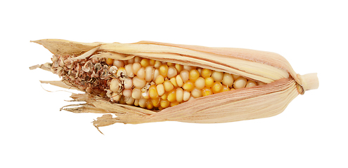 Image showing Half-eaten ornamental Indian corn cob with damaged niblets