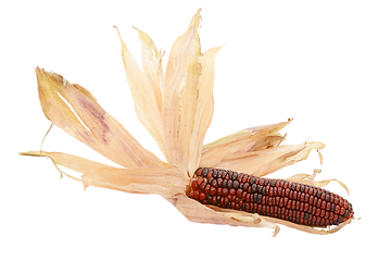 Image showing Dried papery husks around a deep red Fiesta sweetcorn