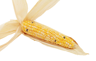 Image showing Long ornamental sweetcorn cob with yellow niblets