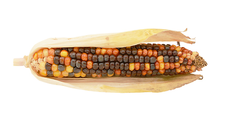 Image showing Colourful decorative flint corn cob with brown and orange niblet