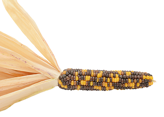 Image showing Ornamental maize cob  with black, brown and yellow niblets