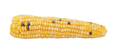 Image showing Ornamental Fiesta sweetcorn cob with white and black niblets