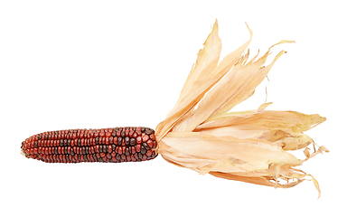 Image showing Deep red and brown Indian corn with papery dried husks