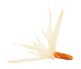 Image showing Red and orange Fiesta sweetcorn with dried husks 