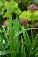 Image showing Long blades of daylily leaves covered in water droplets