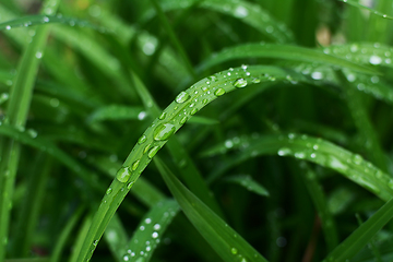 Image showing Large rain droplets on a long daylily leaf