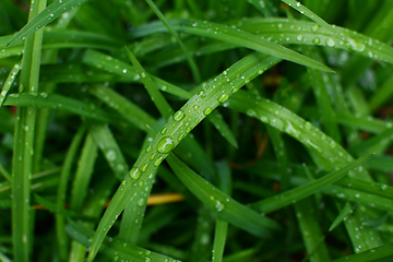 Image showing Deep green daylily leaves in a garden, covered in rain droplets 