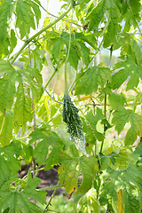 Image showing Spined bitter gourd growing on a leafy vine