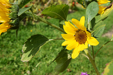 Image showing Bright yellow sunflower turns towards the sun