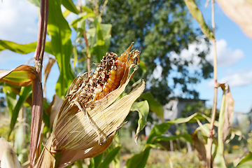 Image showing Damaged Fiesta Indian corn cob on the plant