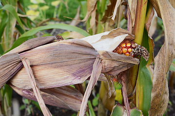Image showing Dried, papery husks around a Fiesta corn cob 