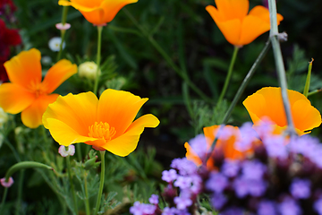 Image showing Orange Californian poppies in full bloom