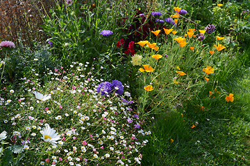 Image showing Flourishing summer flower bed 