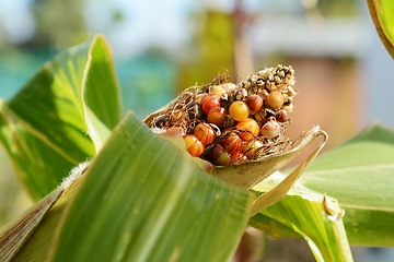 Image showing Multi-coloured sweetcorn niblets above husk of the maize cob