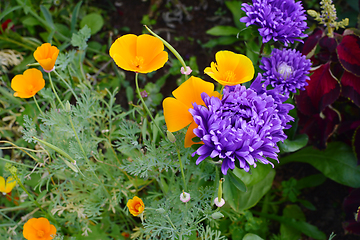 Image showing Californian poppies and purple asters growing together