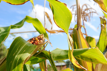 Image showing Colourful Fiesta sweetcorn cob growing among long green leaves